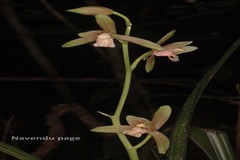 Cymbidium ensifolium var. haematodes